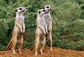 AFW 12 DB0003 01
Meerkat Family On Lookout