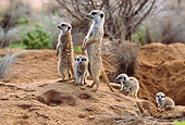 AFW 12 DB0004 01
Meerkat Adults On Lookout With Pups