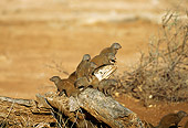 AFW 12 TL0001 01
Family Of Dwarf Mongooses Climbing On Log On Dry Grassland Africa