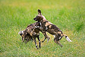 AFW 14 GL0001 01
African Wild Dogs Play Fighting On Grass Namibia