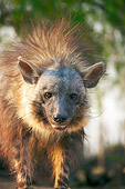AFW 14 HP0001 01
Portrait Of Brown Hyena Eating Carrion Namibia