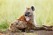 AFW 14 JE0001 01
Spotted Hyena Laying On Dirt Hissing