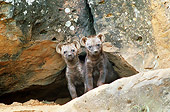 AFW 14 JE0002 01
Two Spotted Hyena Pups Standing Between Boulders Kenya