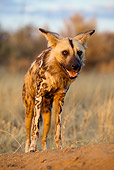 AFW 14 JZ0001 01
African Wild Dog Standing In Savanna Kenya