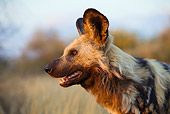 AFW 14 JZ0002 01
Close-Up Of African Wild Dog Standing In Savanna Kenya