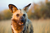 AFW 14 JZ0003 01
Close-Up Of African Wild Dog Standing In Savanna Kenya