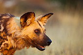 AFW 14 JZ0004 01
Close-Up Of African Wild Dog Standing In Savanna Kenya
