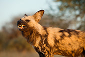 AFW 14 JZ0005 01
Close-Up Of African Wild Dog Standing In Savanna Baring Teeth Kenya