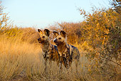 AFW 14 JZ0006 01
Two African Wild Dogs Standing In Savanna Kenya