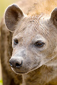 AFW 14 MC0001 01
Head Shot Of Spotted Hyena In Mara Triangle, Kenya
