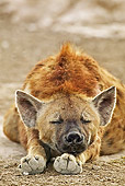AFW 14 MH0001 01
Spotted Hyena Sleeping On Dirt Kenya