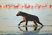 AFW 14 MH0002 01
Spotted Hyena Running In Water Kenya