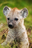 AFW 14 MH0003 01
Spotted Hyena Pup Laying In Grass Kenya