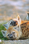 AFW 14 MH0004 01
Close-Up Of Two Spotted Hyena Pups Sleeping Kenya