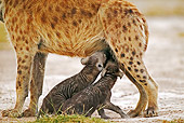 AFW 14 MH0005 01
Two Spotted Hyena Pups Nursing Kenya