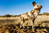 AFW 14 MH0006 01
African Wild Dog Standing On Savanna