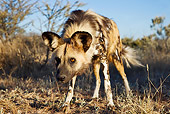 AFW 14 MH0007 01
African Wild Dog Standing On Savanna