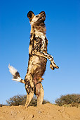 AFW 14 MH0008 01
African Wild Dog Standing On Hind Legs On Savanna