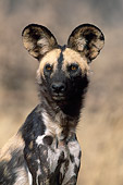 AFW 14 MH0009 01
Portrait Of African Wild Dog In Savanna