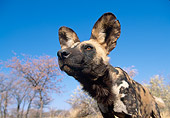 AFW 14 MH0010 01
Head Shot Of African Wild Dog In Savanna