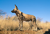 AFW 14 MH0011 01
African Wild Dog Standing In Savanna