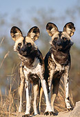 AFW 14 MH0012 01
African Wild Dogs Standing In Savanna