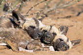 AFW 14 MH0014 01
Close-Up Of African Wild Dog Pups Sleeping In Pile In Savanna