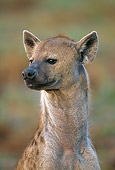 AFW 14 MH0015 01
Head Shot Of Spotted Hyena Sitting On Plains