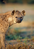 AFW 14 MH0016 01
Head Shot Of Spotted Hyena Standing On Plains