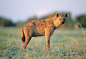 AFW 14 MH0017 01
Portrait Of Spotted Hyena Standing On Plains Profile
