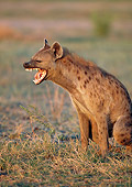 AFW 14 MH0018 01
Portrait Of Spotted Hyena Sitting On Plains Growling