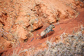 AFW 14 MH0019 01
Aerial View Of Striped Hyena Running On Red Dirt Kenya