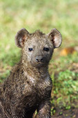 AFW 14 NE0001 01
Close-Up Of Dirty Spotted Hyena Pup Sitting On Savanna Kenya
