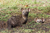 AFW 14 NE0002 01
Two Dirty Spotted Hyena Pups Peeking Out Of Den On Savanna Kenya