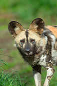 AFW 14 TL0001 01
Close-Up Of African Wild Dog