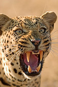 AFW 15 DB0002 01
Close-Up Of Leopard Snarling On Savanna