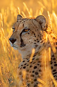 AFW 16 DB0001 01
Head Shot Of African Cheetah In Habitat