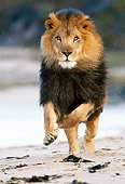 AFW 17 RK0028 22
Male Lion Running On Beach