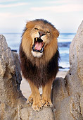 AFW 17 RK0050 03
Male Lion Roaring By Rocks