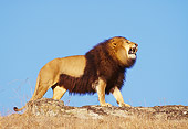 AFW 17 RK0097 02
African Male Lion Roaring On Rock