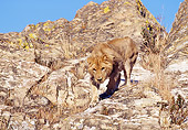 AFW 17 RK0113 03
Young Male Lion Climbing Down Rock Mountain Blue Sky