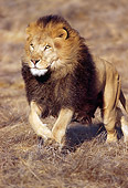 AFW 17 RK0142 06
Male Lion Running On Dry Grass