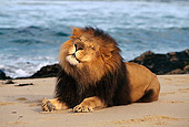 AFW 17 RK0011 05
Portrait Of Male Lion Laying On Beach