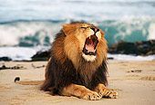AFW 17 RK0012 05
Portrait Of Male Lion  On Beach