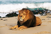 AFW 17 RK0020 04
Portrait Of Male Lion Laying On Beach
