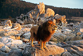 AFW 17 RK0062 01
Male Lion Standing On Rocks At Dusk