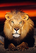 AFW 17 RK0078 02
Head On View Of Male Lion Laying On Sand Studio