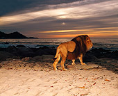 AFW 17 RK0083 01
African Male Lion Walking On Sand