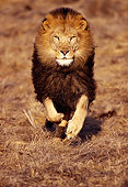 AFW 17 RK0085 08
African Male Lion Running Towards Camera