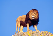 AFW 17 RK0088 02
African Male Lion Standing On Rock Blue Sky